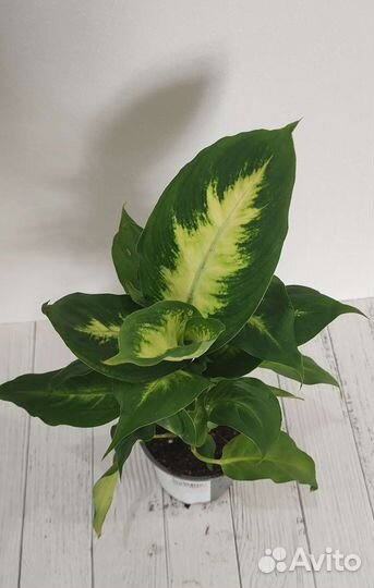 Диффенбахия