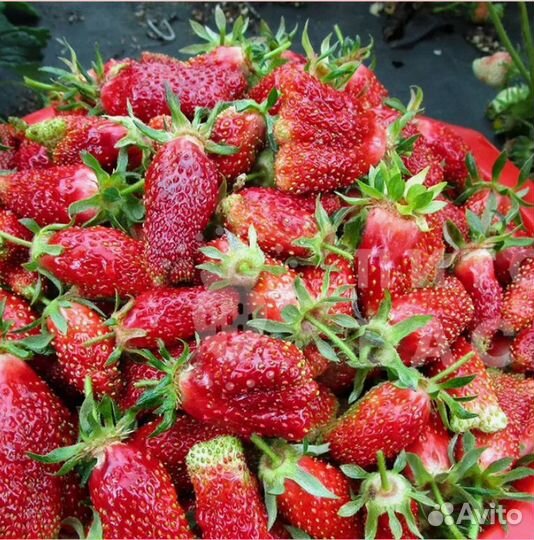 Клубника и земляника Купчиха. Саженцы