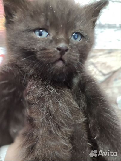 Котята в добрые руки 1 месяц