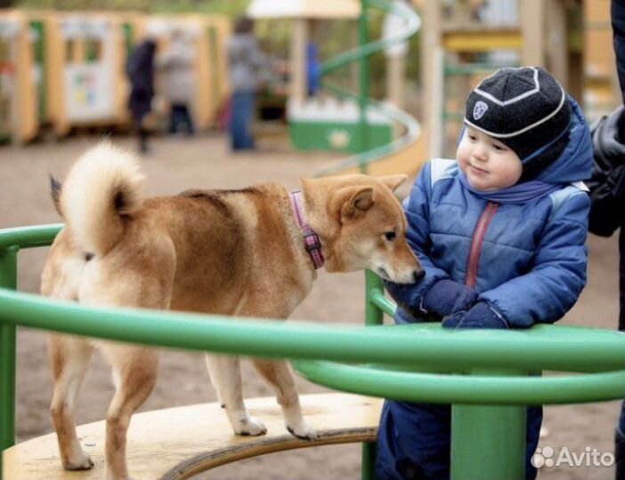 Собака для фотосессии