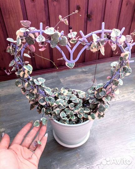 Церопегия Вуда вариегатная