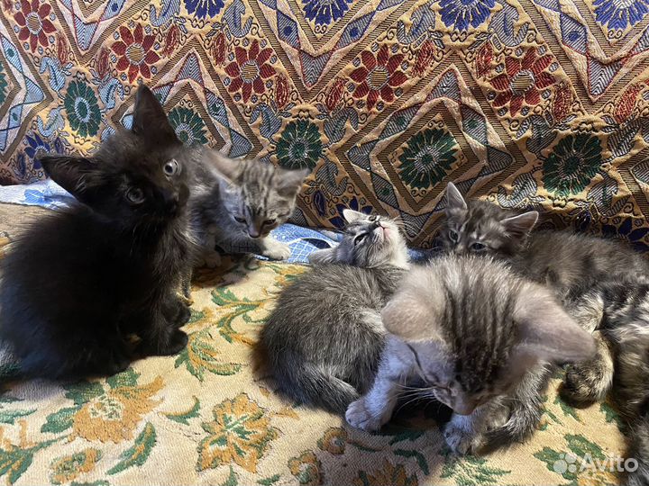 Котята в добрые руки