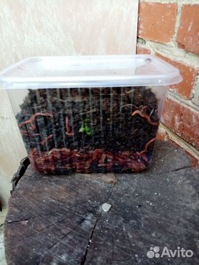 Продажа червей