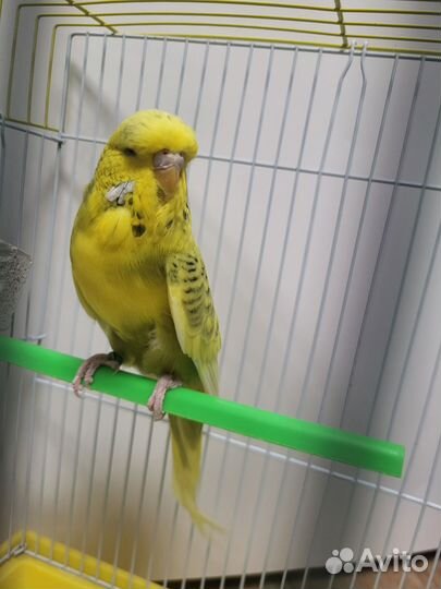 Волнистый попугай