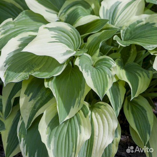 Хосты Моерхейм