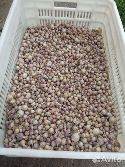 Семена чеснока