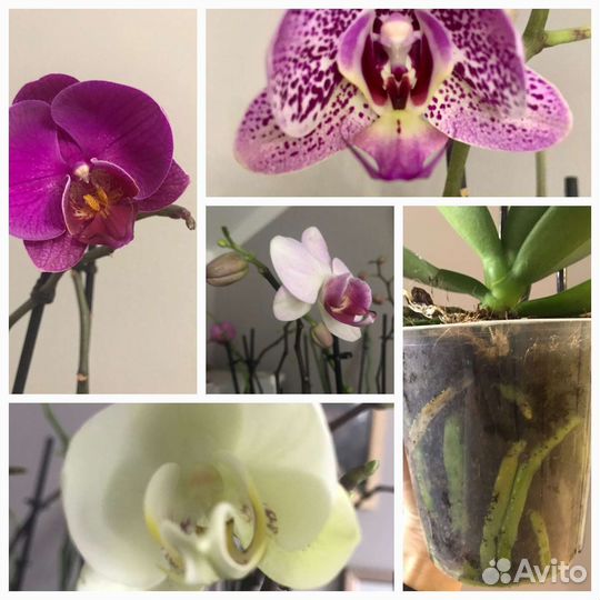 Орхидея фаленопсис
