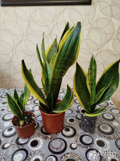 Сансевиерия сортовая