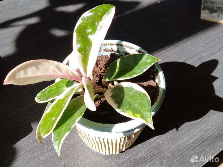 Хойя Кримсон Квин