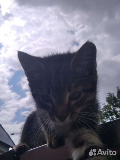 Котята в добрые руки бесплатно