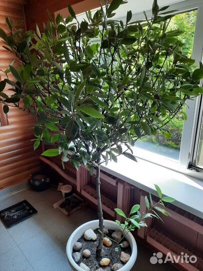 Лавровое дерево