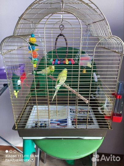 Волнистый попугай с клеткой