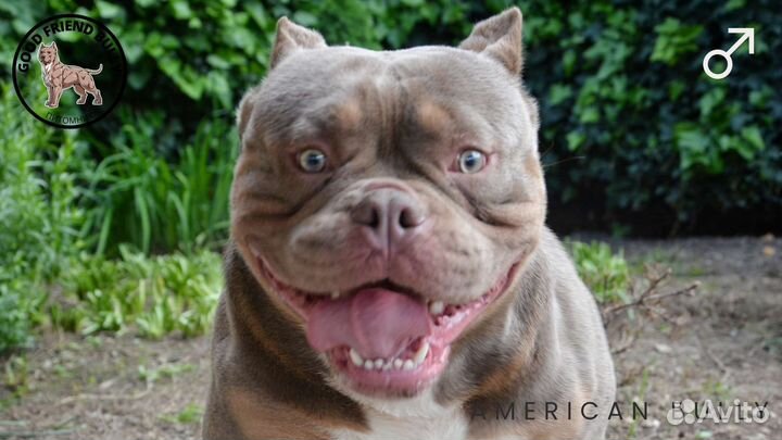 Дети Американского булли