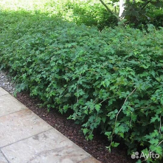 Стефанандра