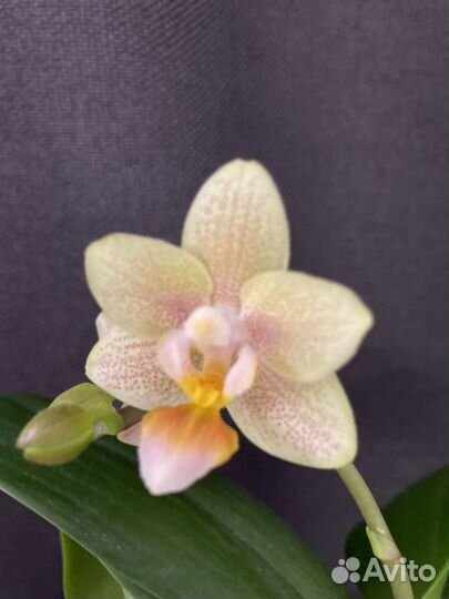 Орхидея Tiny Melissa ароматная