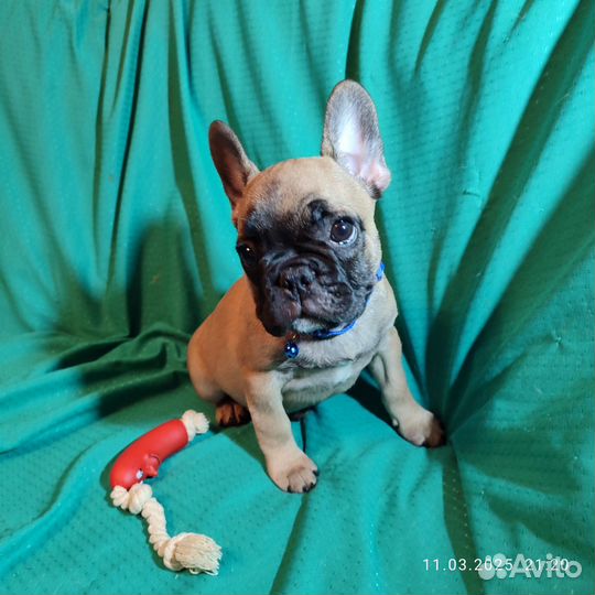 Французский бульдог щенки