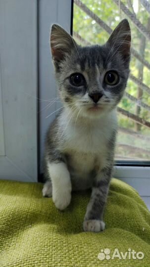 Котята в добрые руки бесплатно