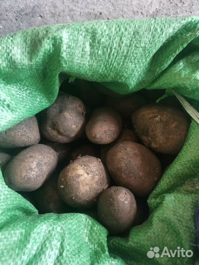 Продам картофель домашний