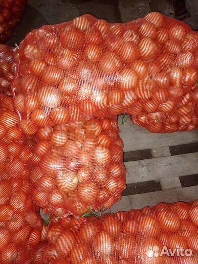 Лук репчатый