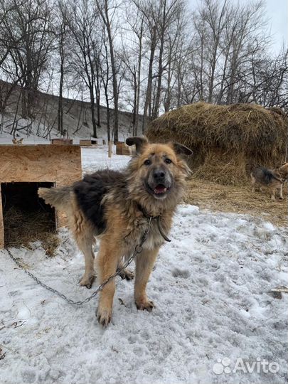 Пушистая собака