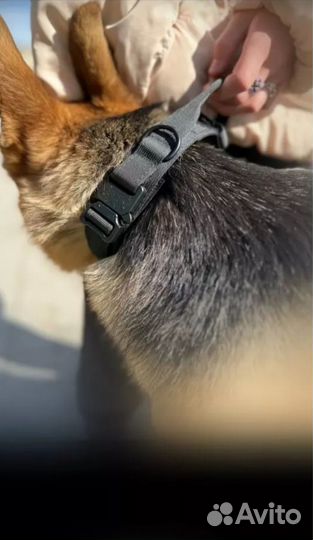 Ошейник Cobra для собак