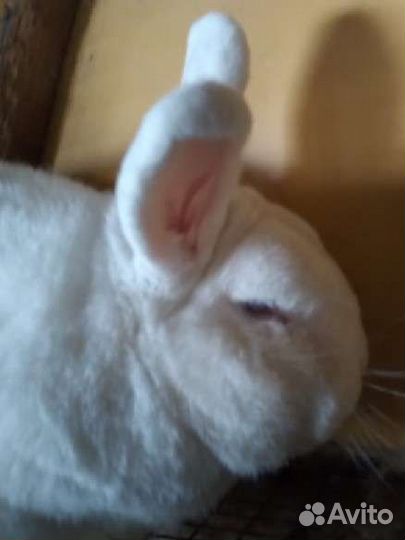 Нзб, Калифорнийцы