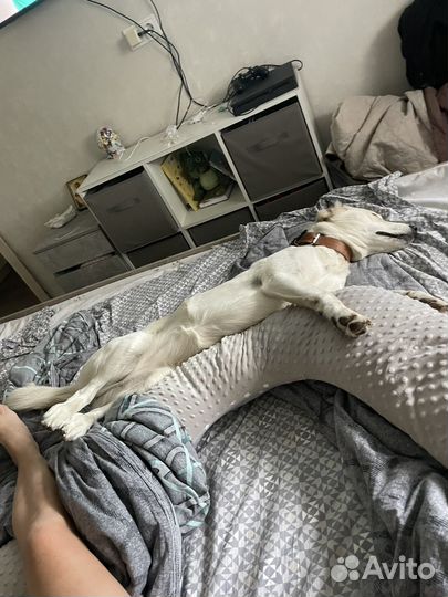Домашние животные