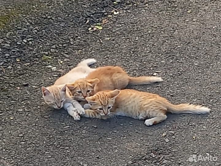 Котята в добрые руки