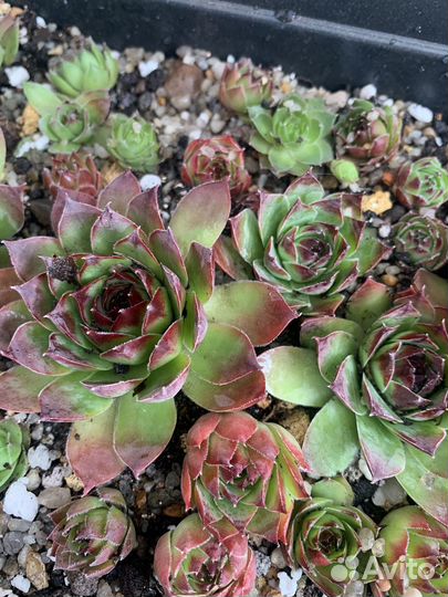 Молодило каменная роза