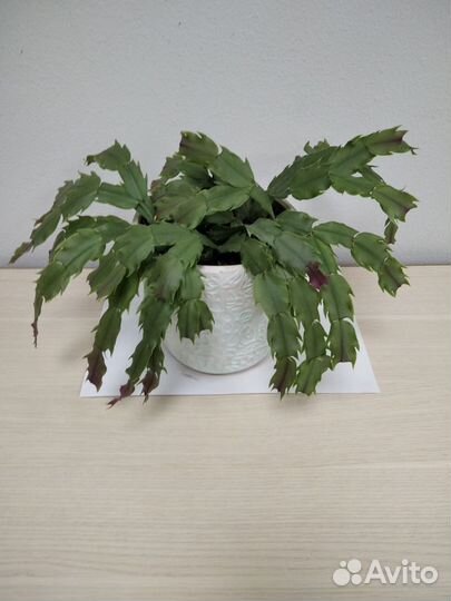 Декабрист (зигокактус)