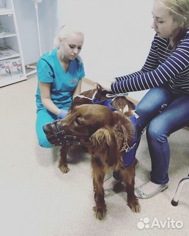 дмитрий юрьевич ветеринар. ветклиника в волоколамске зоовита. работа в казани на ветеринары. ахмедов руслан имранович. ветврач казань.