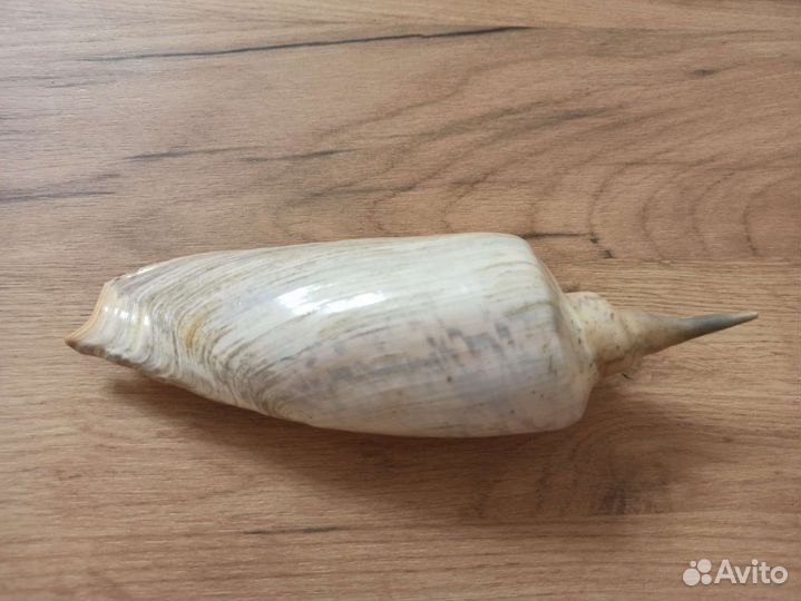 Морская раковина