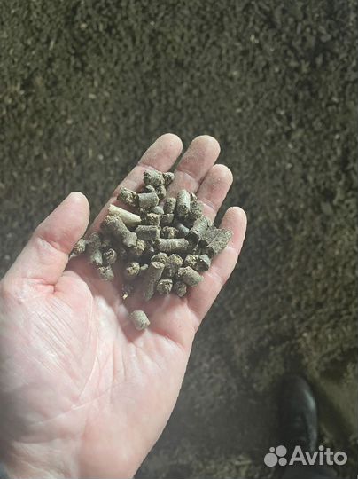 Пивная дробина на корм Крс