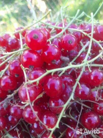 Саженцы розовой и красной смородины