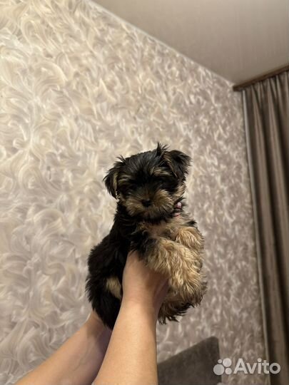 Йоркширский терьер щенки
