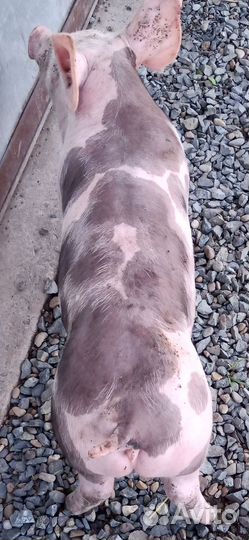 Чистопородные Пьетрен Макстер на племя