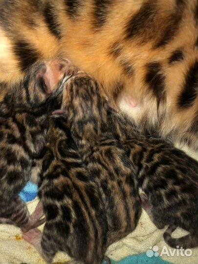 Предзаказ на котят Бенгалов