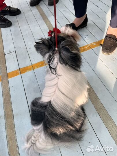 Бивер вязка