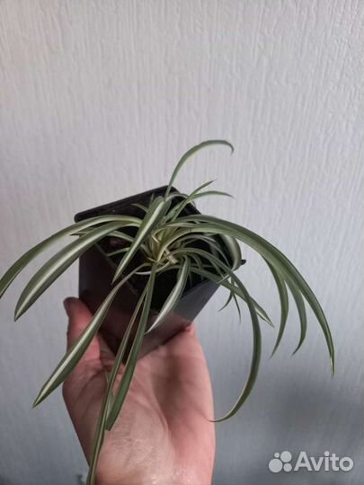 Хлорофитум кудрявый (Бонни)