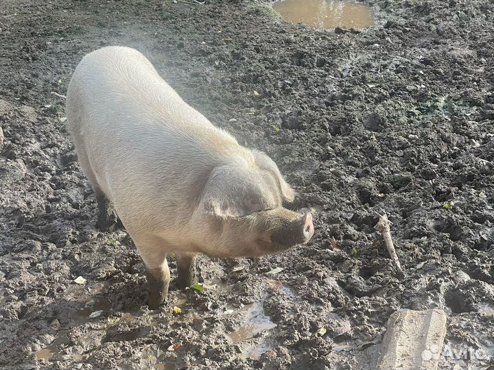 Парясята ландрас