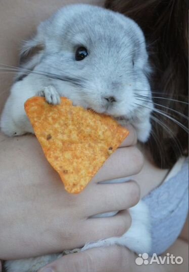 Шиншиллы светлых окрасов в питомнике подмосковье