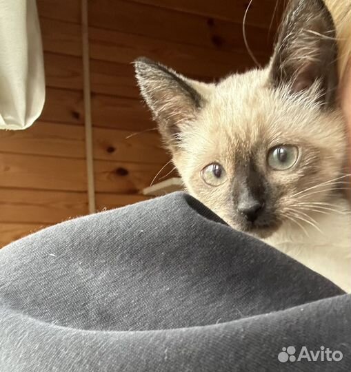 Тайская девочка-метиска