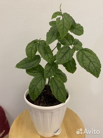 Клеродендрум