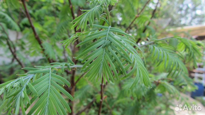 Голубая ель. Ель подушковидная. Метасеквойя. Туя