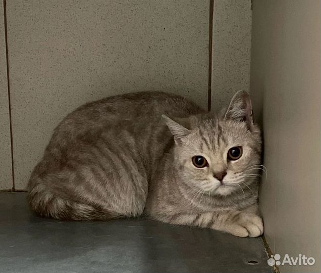 Кошечка в добрые руки