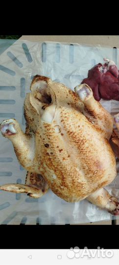 Домашние куры бройлеры мясо