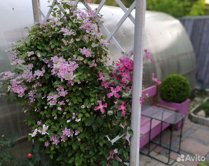 Сад, экскурсия, стрижка, саженцы