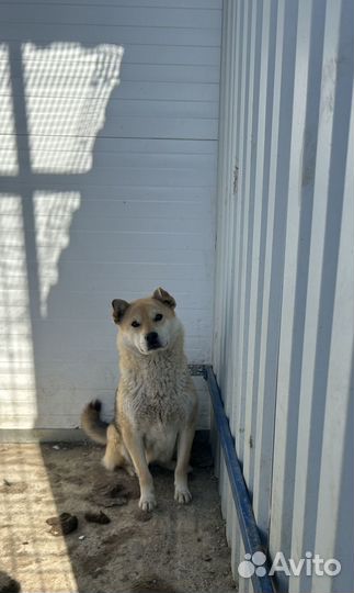 Метис Сибу ину в отлове. Нужен дом