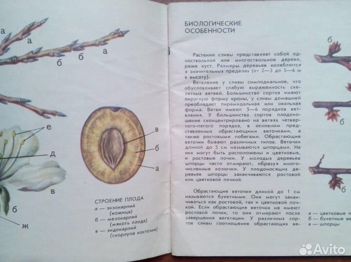 Слива. Михеев А. М. 1986г