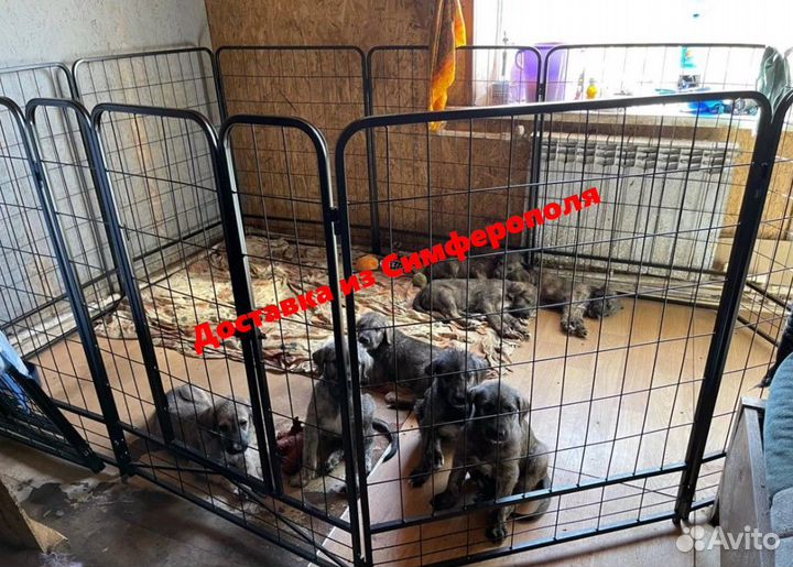 Усиленный вольер доставка в Джанкой